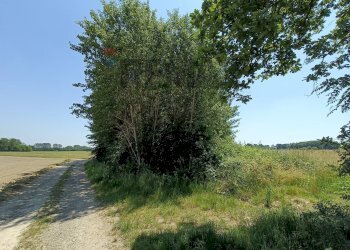Giardino - Terreno agricolo Str. di Campagnola
15, Frossasco - foto 17