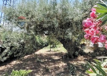 Giardino - Villa contrada franco
 
1, Termini Imerese - photo 14