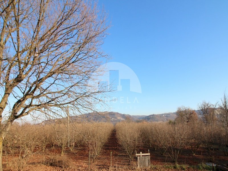 Terreno agricolo Mondovì - foto 1