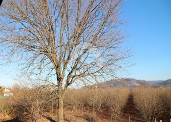 Terreno agricolo Mondovì - foto 4