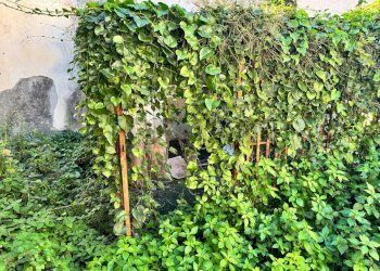 Giardino - Shop via etna
43/a, San Giovanni la Punta - photo 19