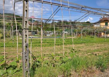 Giardino - Agricultural land Via Panoramica
13-15, Pescia - photo 10
