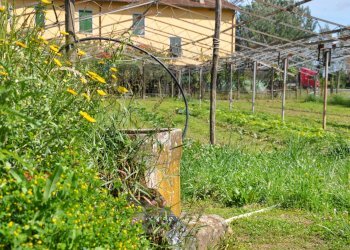 Giardino - Agricultural land Via Panoramica
13-15, Pescia - photo 18