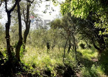 Giardino - Agricultural land Via Panoramica
13-15, Pescia - photo 34