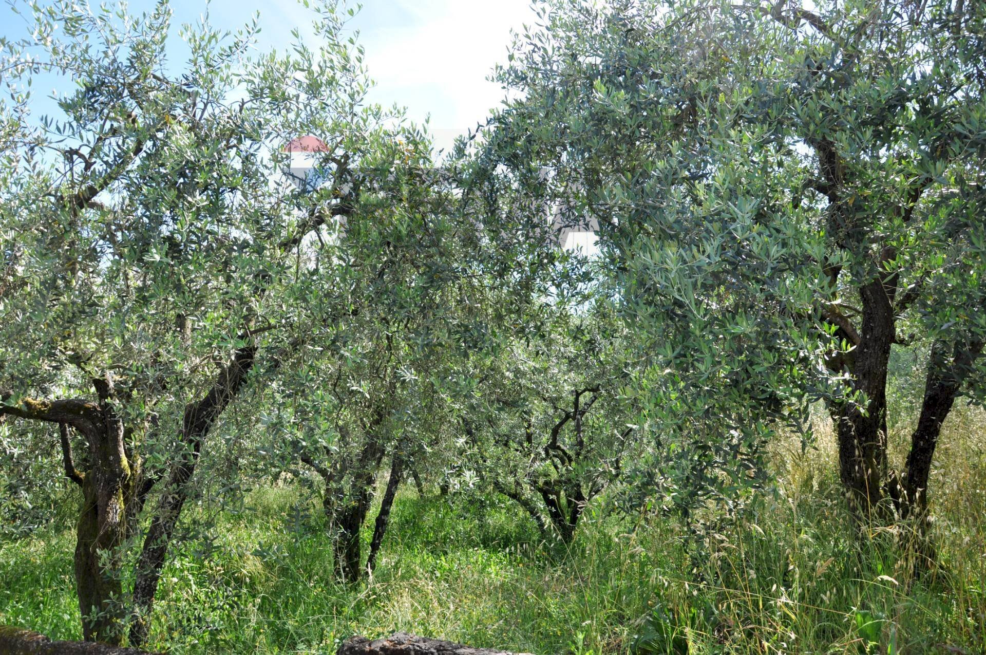 Giardino - Agricultural land Via Panoramica
 
13-15, Pescia - photo 1
