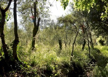 Giardino - Agricultural land Via Panoramica
13-15, Pescia - photo 35