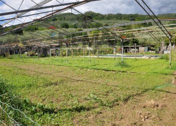 Giardino - Agricultural land Via Panoramica
13-15, Pescia - photo 9