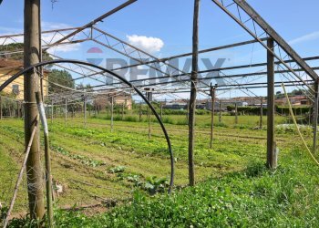 Giardino - Agricultural land Via Panoramica
13-15, Pescia - photo 13
