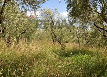 Giardino - Agricultural land Via Panoramica
13-15, Pescia - photo 14