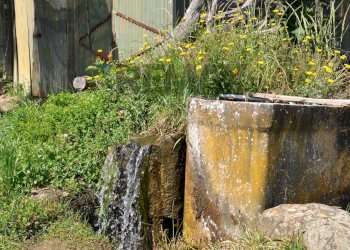 Giardino - Agricultural land Via Panoramica
13-15, Pescia - photo 17