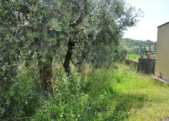 Giardino - Agricultural land Via Panoramica
13-15, Pescia - photo 25