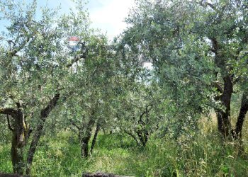 Giardino - Agricultural land Via Panoramica
13-15, Pescia - photo 26