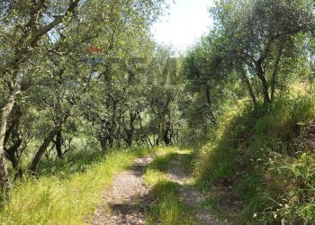 Giardino - Agricultural land Via Panoramica
13-15, Pescia - photo 37