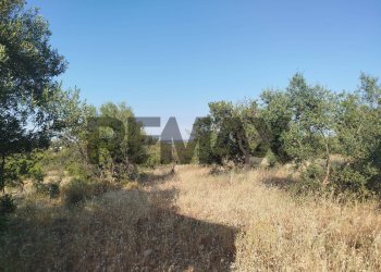 Giardino - Terreno agricolo contrada chiusazza
 
sn, Canicattini Bagni - foto 3