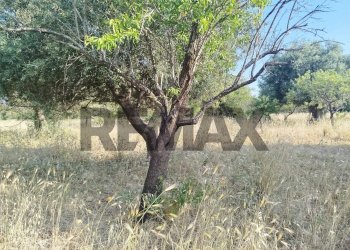 Giardino - Terreno agricolo contrada chiusazza
 
sn, Canicattini Bagni - foto 5