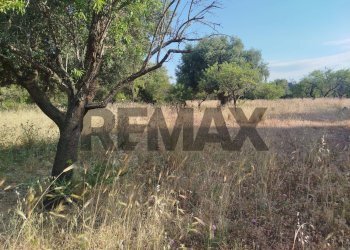 Giardino - Terreno agricolo contrada chiusazza
 
sn, Canicattini Bagni - foto 14