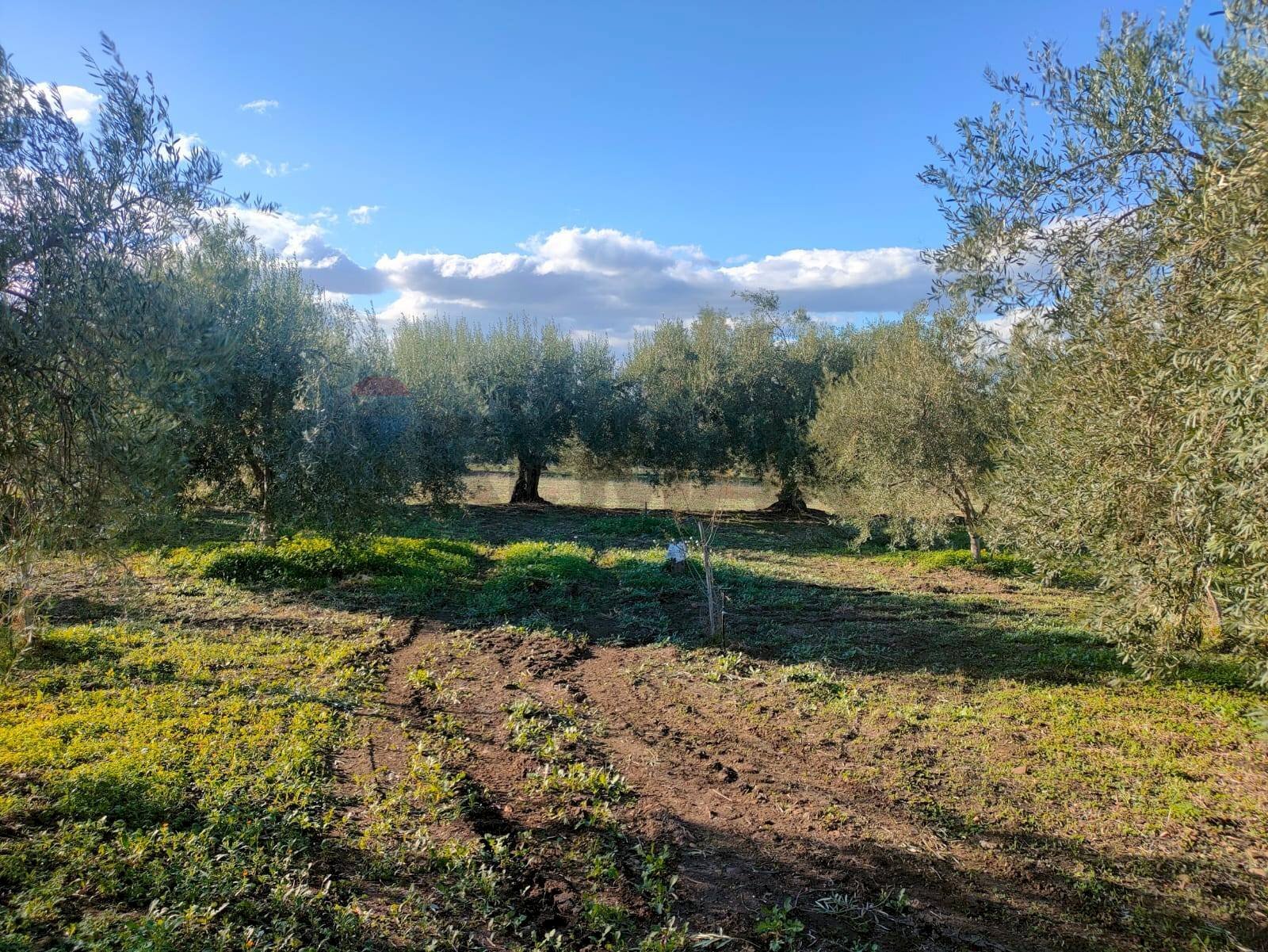 Giardino - Terreno agricolo Contrada Spina Santa Agnelleria
 
snc, Belpasso - foto 1