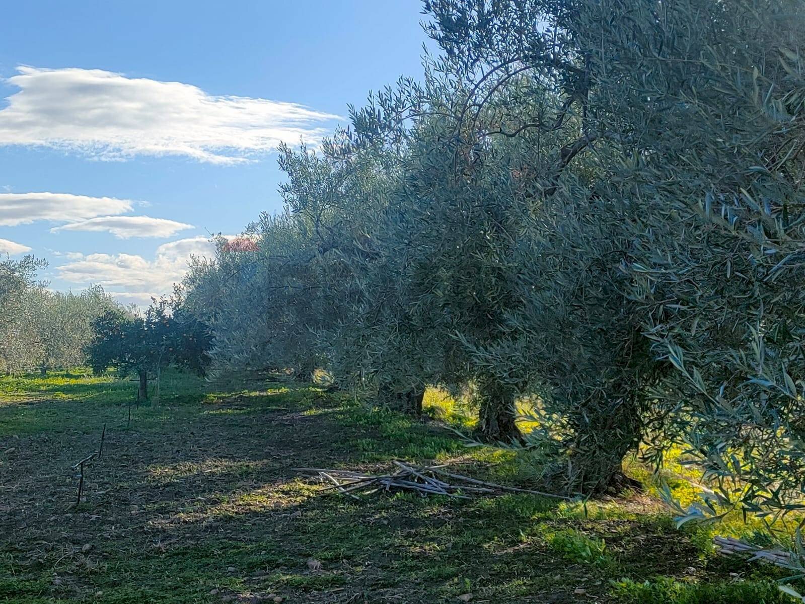 Non correlato - Terreno agricolo Contrada Spina Santa Agnelleria
snc, Belpasso - foto 3