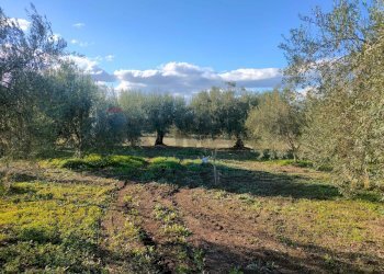 Giardino - Terreno agricolo Contrada Spina Santa Agnelleria
snc, Belpasso - foto 1