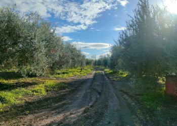 Non correlato - Terreno agricolo Contrada Spina Santa Agnelleria
snc, Belpasso - foto 4