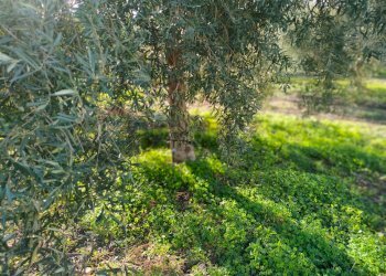 Giardino - Terreno agricolo Contrada Spina Santa Agnelleria
snc, Belpasso - foto 5