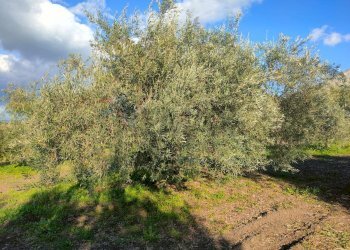 Giardino - Terreno agricolo Contrada Spina Santa Agnelleria
snc, Belpasso - foto 6