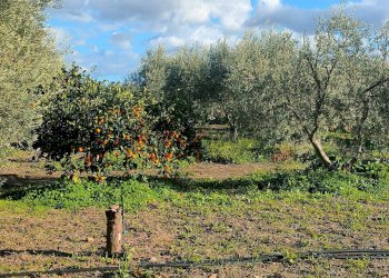 Giardino - Terreno agricolo Contrada Spina Santa Agnelleria
snc, Belpasso - foto 7