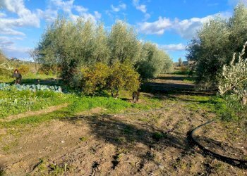 Giardino - Terreno agricolo Contrada Spina Santa Agnelleria
snc, Belpasso - foto 8