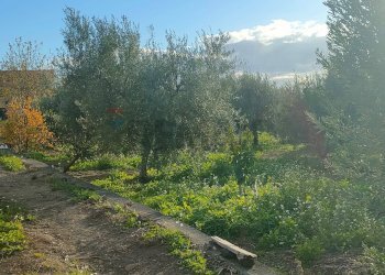 Giardino - Terreno agricolo Contrada Spina Santa Agnelleria
snc, Belpasso - foto 10