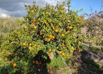 Giardino - Terreno agricolo Contrada Spina Santa Agnelleria
snc, Belpasso - foto 13