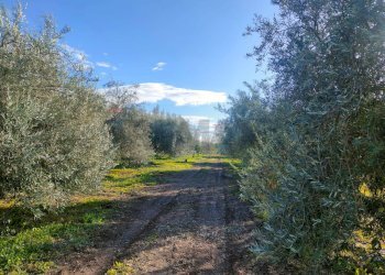 Giardino - Terreno agricolo Contrada Spina Santa Agnelleria
snc, Belpasso - foto 15