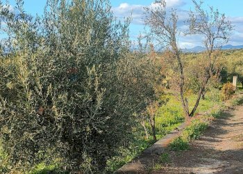 Giardino - Terreno agricolo Contrada Spina Santa Agnelleria
snc, Belpasso - foto 16