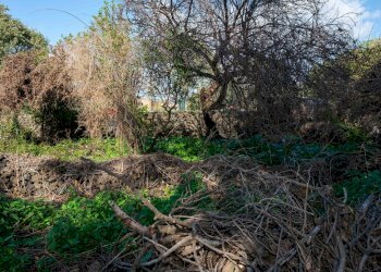 Giardino - Terreno edificabile Vico Balsamo
12, San Gregorio di Catania - foto 10