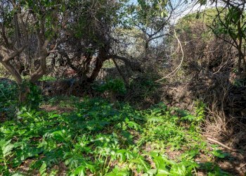 Giardino - Terreno edificabile Vico Balsamo
12, San Gregorio di Catania - foto 18