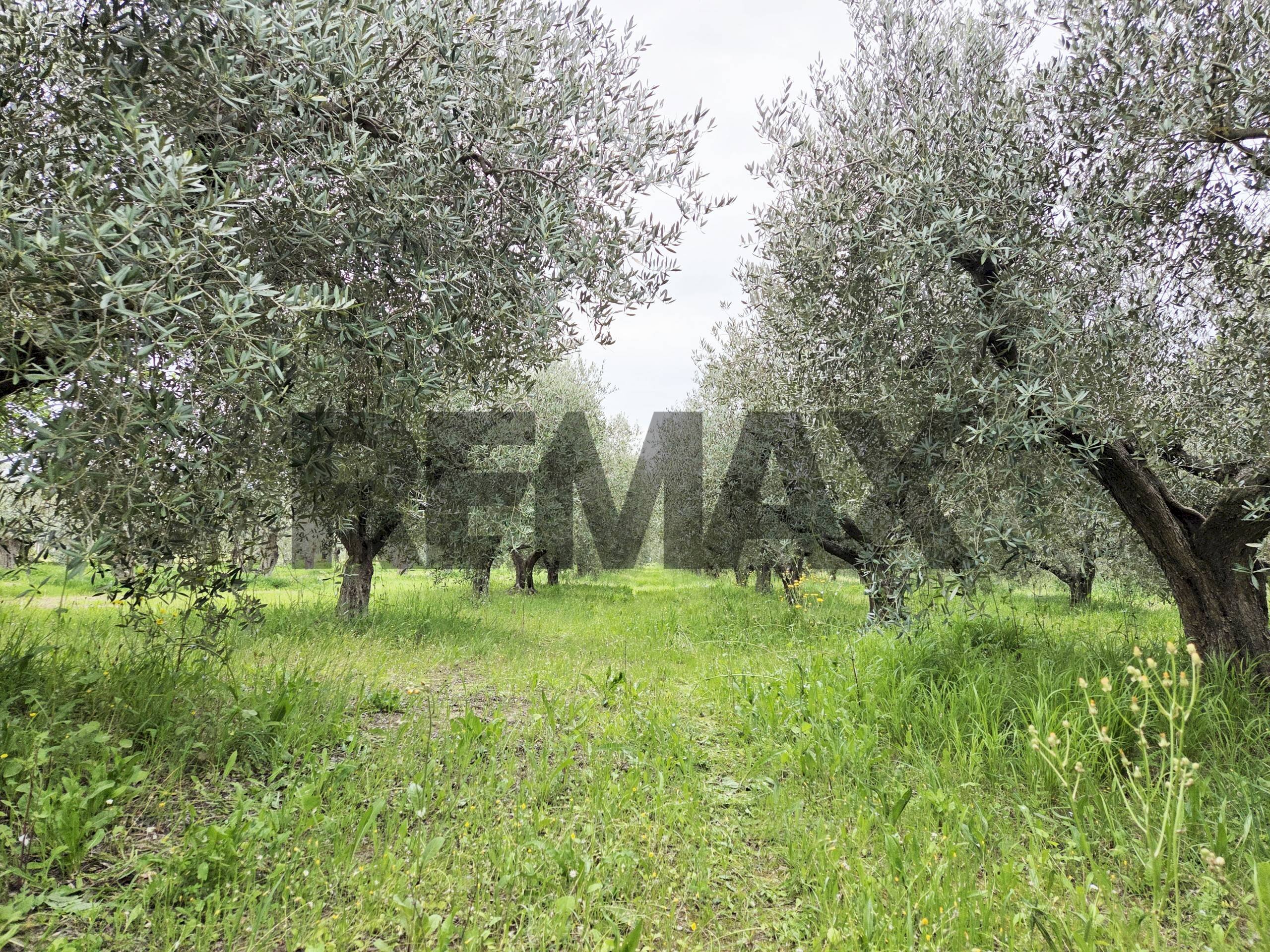 Giardino - Terreno agricolo VIA COLLE PIZZUTO
 
1, Pianella - foto 1