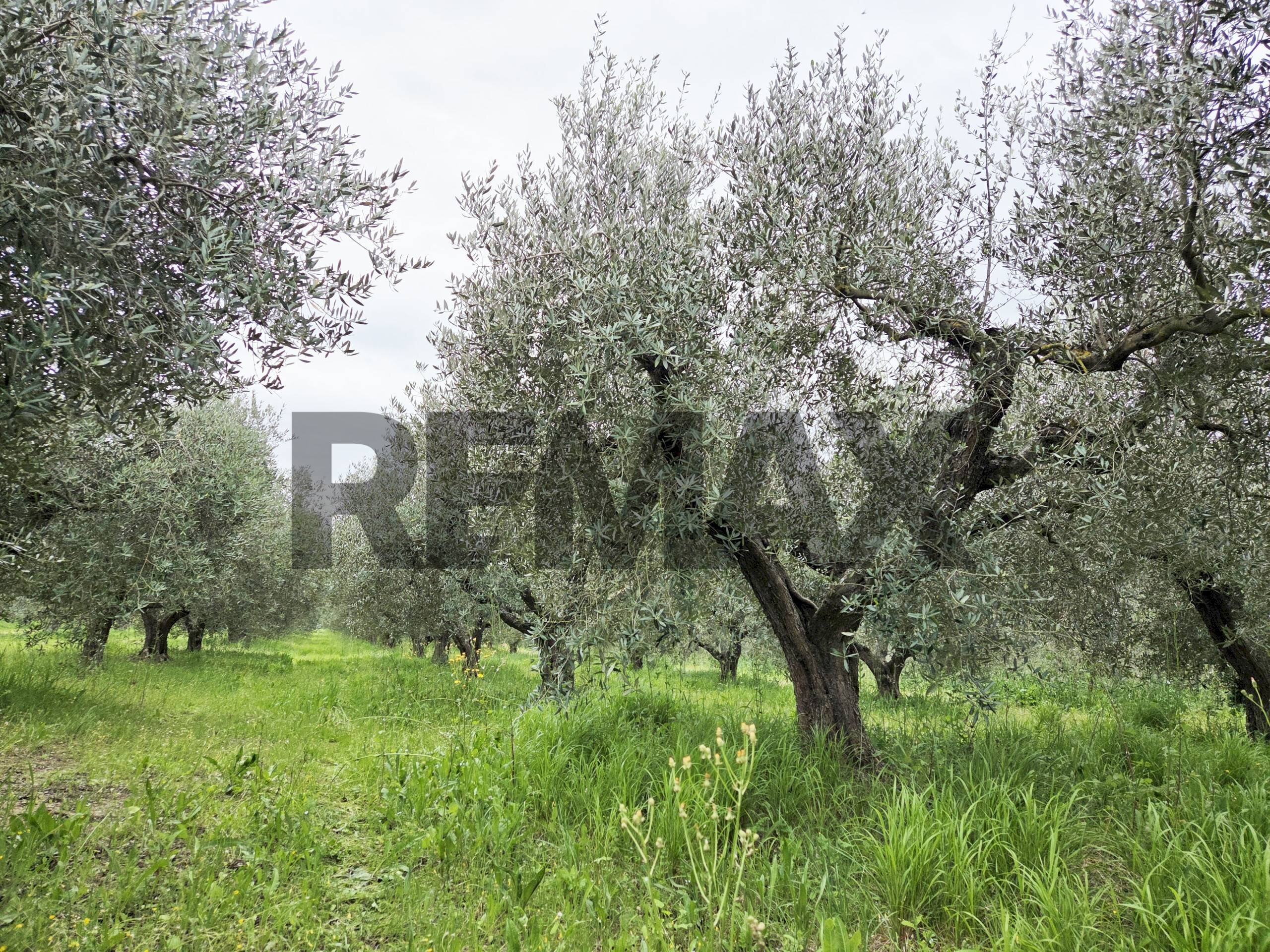 Giardino - Terreno agricolo VIA COLLE PIZZUTO
1, Pianella - foto 3