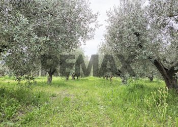 Giardino - Terreno agricolo VIA COLLE PIZZUTO
1, Pianella - foto 1