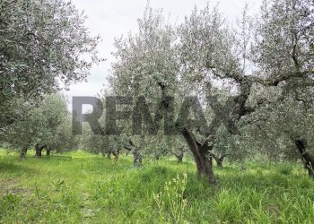 Giardino - Terreno agricolo VIA COLLE PIZZUTO
1, Pianella - foto 3