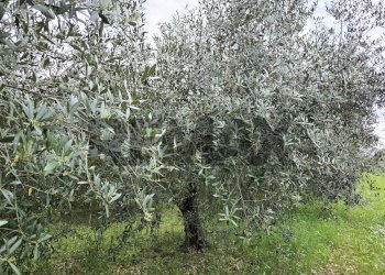 Giardino - Terreno agricolo VIA COLLE PIZZUTO
1, Pianella - foto 4