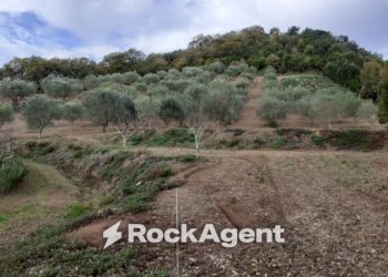 Terreno - Agricultural land contrada Mortella, Marcellinara - photo 2