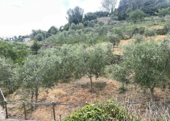 dcd540fc-46d4-4425-b56f-13256d028600 - Agricultural land Strada Alla Colla snc, Sanremo - photo 4