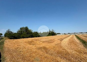 Terreno agricolo Via Campone Sala, Cesenatico - foto 3
