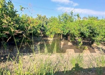 Giardino - Terreno agricolo Via San Marco
7, Calatabiano - foto 14