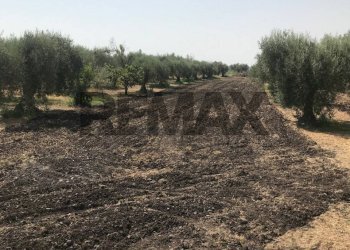 Giardino - Terreno agricolo Contrada Spina Santa
s.n.c., Belpasso - foto 1