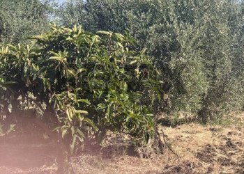 Giardino - Terreno agricolo Contrada Spina Santa
s.n.c., Belpasso - foto 6
