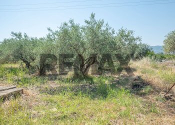 Giardino - Terreno agricolo Via Toniolo
 
20, Mirabella Imbaccari - foto 18