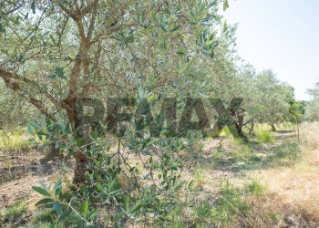 Giardino - Terreno agricolo Via Toniolo
 
20, Mirabella Imbaccari - foto 19