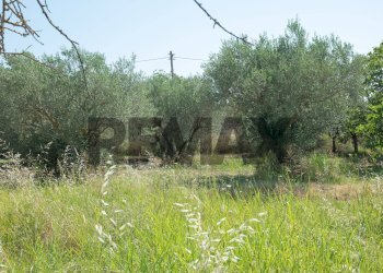 Giardino - Terreno agricolo Via Toniolo
 
20, Mirabella Imbaccari - foto 25