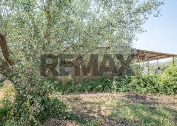 Giardino - Terreno agricolo Via Toniolo
 
20, Mirabella Imbaccari - foto 31
