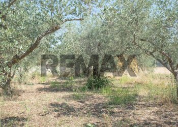 Giardino - Terreno agricolo Via Toniolo
 
20, Mirabella Imbaccari - foto 33